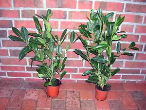 20 Stück Kirschlorbeer-Pflanzen, Höhe: 30-40 cm ab Topf, Prunus laur. Caucasica - Bild 1 von 1