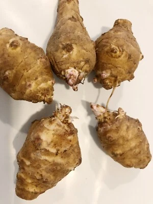 4lbs Jerusalem Artichokes AKA Sunchokes; Sunroot; Wild Sunflower - Image 1 of 4