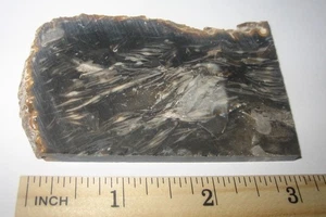 3.2" x 1.8" x 6mm SAW CUT NATURAL ROUGH FOSSIL FORAMINIFERA STONE SLAB  72.5g *1 - Picture 1 of 5