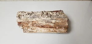 Madera Petrificada 13" 24lb pieza - Imagen 1 de 9