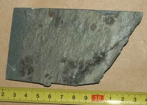 Ediacarian age fossils, Arctic Norway -SLAB with Aspidella and Medusinites - Picture 1 of 8