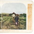 Travailleurs chinois récolte de riz stéréoview c1905 agriculture antique hawaïenne HI A360