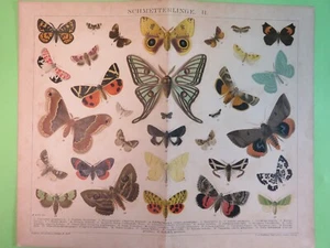 Original Chromo-Lithographie,Schmetterlinge/Brockhaus Lexikon-14.Aufl.ca.1895 - Bild 1 von 3