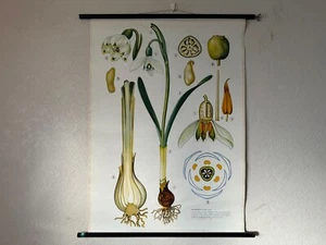 Cartel educativo colgante de pared botánico gráfico escolar SNOWDROP de colección FLOR - Imagen 1 de 18