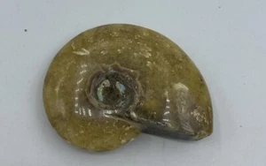 Ammonite Fossil Madagascar 2 1/2 in Polished Reiki Healing Crystal JB1 - Picture 1 of 4