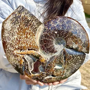Conchiglia tentacolo naturale 4,27 libbre esemplari fossili del Madagascar - Foto 1 di 11