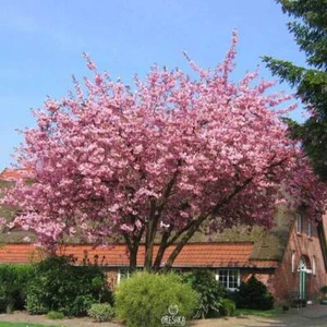 Prunus serrulata 10 PCS fresh seeds, Japanese cherry, Japanese Sakura seeds - Picture 1 of 8