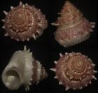 tonyshells seashells Bolma millegranosa RARE 33.5mm F++, live taken specimen