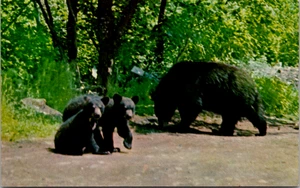 MADRE OSO Y CACHORROS BAXTER STATE PARK MAINE Animal Sin Publicar - Imagen 1 de 2