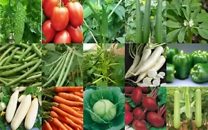 Essential Survival Kit Perfect Gemüsegarten 5 KÖSTLICHE Sorten ANBAUFUTTER! - Bild 1 von 12