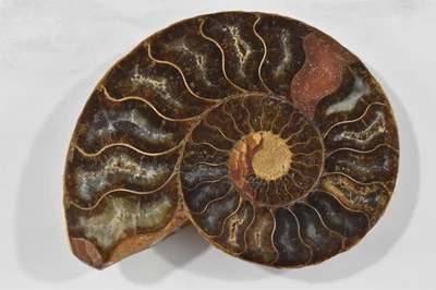 Auth Fabulous Fossil Nautiloid Orthoceras Devonian 360 MYA Tindouf Basic Morocco - Image 1 of 4