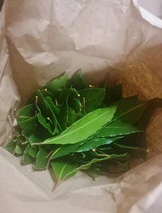 All Natural Fresh Bay Leaves x 100 ~ Chemical Free ~ Naturally Grown - Picture 1 of 8