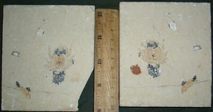 Cretácico Odontochelion 8 + Acantofoenicidas y peces pequeños - Fósiles Líbano - Imagen 1 de 1