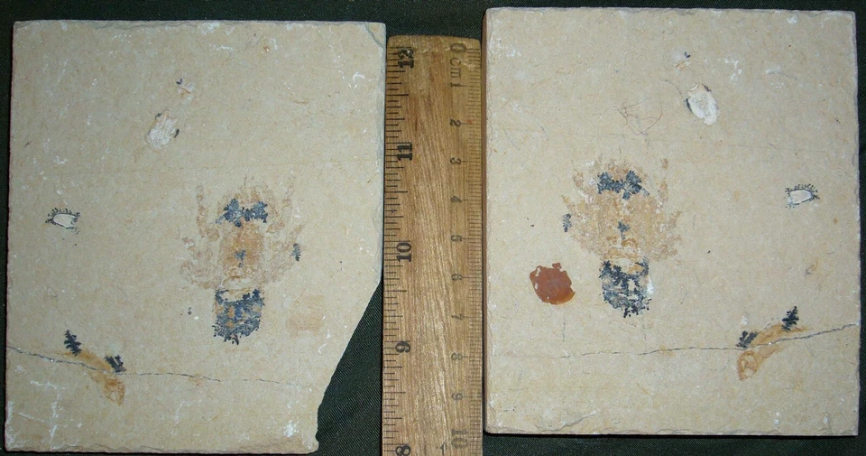 Odontochelion cretaceum 8 + Acanthophoenicides & Small fish - Fossils Lebanon - Image 1 of 1