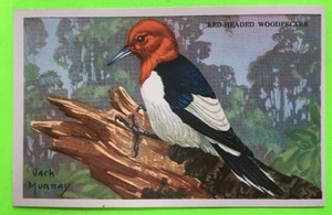 JACK MURRAY/ EQUITABLE LIFE INSURANCE CO. BIRD CARDS/ RED-HEADED WOODPECKER