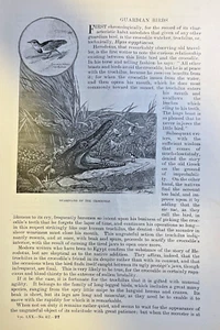 1885 Guardian Bird Red Beaked Ox Biter California Road Runner Spur Winged Chauna - Picture 1 of 6