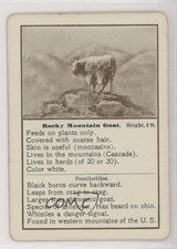 1903 Cincinnati Games Wild Animals Rocky Mountain Goat #ROMG 0w6