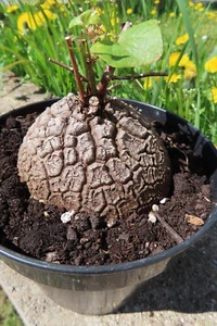 Dioscorea elephantipes Schildkrötenpflanze Durchmesser ca 9 cm - Bild 1 von 9