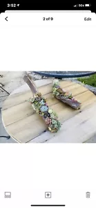 succulents live plants - Picture 1 of 5