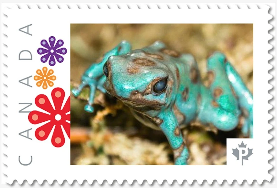 FROG 绿色和黑色毒药,脸部 [2] 图片邮票加拿大 2017 p17-05fr4-2 — 第 1/1 张图片