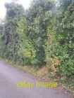 Photo 6x4 Green sign in green hedge Breach/TQ8465 Nearly missed footpath c2008