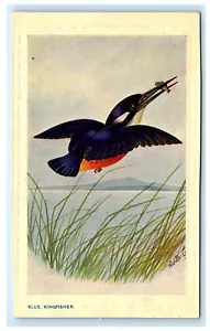 Postal Blue Kingfisher Neville Cayley Art Bird C2 - Imagen 1 de 2