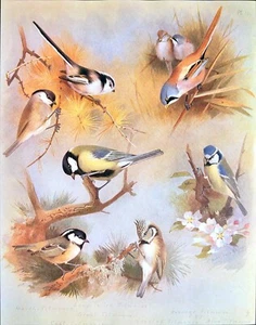 Archibald Thorburn Warbler Birds Art Print Color Illustration Book Plate 10 - Picture 1 of 8