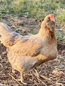 12Ameraucana Hatching Eggs- Farm Fresh Daily - Picture 1 of 7