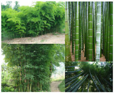 10 semi Bambù GIGANTE, moso bambù Inverno/protezione visiva + OMAGGIO