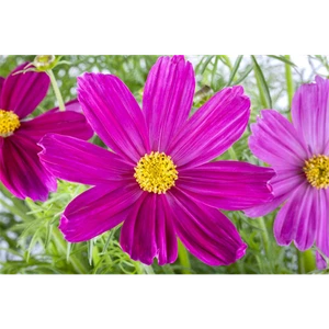Cosmea Schmuckkörbchen 'Pink' - Cosmos bipinnatus, im Topf 12 cm - 12 cm - Bild 1 von 1