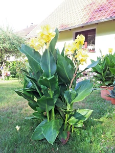 🌻🌞🌴 2 x Rhizom *TOP* 🌞 CANNA GELB 🌞 3m Canna Musafolia GRAND GELB 🌴⭐️🌻🌞 - Bild 1 von 9