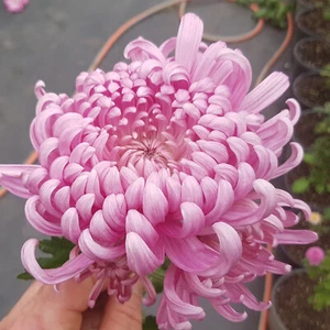 Kabuki Chrysanthemum x 1 Plant - Perennial Cut Flowers Cottage Garden - Picture 1 of 7