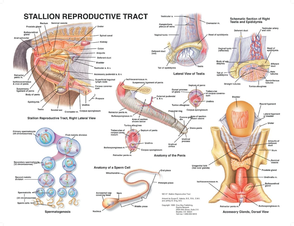 Equine Stallion Anatomy Wall Chart #15  LFA #2550A Horse  - Image 1 of 1