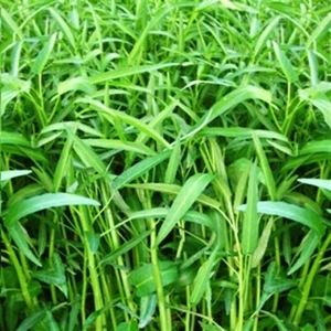1kg Organic NON-GMO Water Spinach Rau Muong On Choy Brown Seed USA Seller - Picture 1 of 1