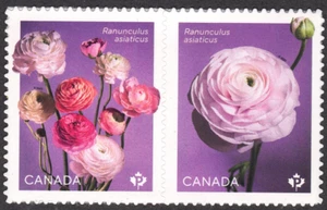 2023 Canada SC# 3373- 3374a. Flowers - Ranunculus - pair from booklets - M-NH - Picture 1 of 1