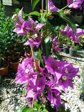 Pianta Bouganville Buganvilla Viola