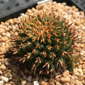 3-4 cm 1 pieza plántula Mammillaria Camptotricha plantación interior y exterior rara - Imagen 1 de 5