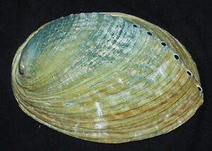 Abalone Muschel Haliotis diversicolor L ±16.5-18cm