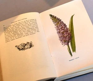 Bekannte Wildblumen. Hulme. 7. & 8. Serie in einem Band. 80 Teller - Bild 1 von 10