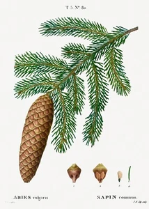 NORWAY SPRUCE Antique Illustration Giclee 8x10 Botanical Print - Picture 1 of 1
