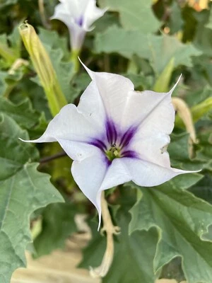 100+ Datura Stramonium (seeds)-Thorn apple, Jimsonweed,Devil’s Trumpet,Fragrant - Image 1 of 4