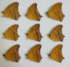 Nymphalidae. 9 x Vindula dejone dajakorum. West Kalimantan