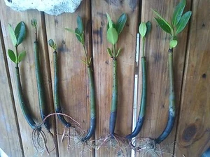11 Mangroves Live Plants Aquarium Red Mangrove Saltwater Freshwater Seeds Tank - Picture 1 of 4