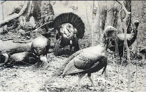 Group Of Wild Turkeys Field Museum Natural History Postcard Unposted - Picture 1 of 2