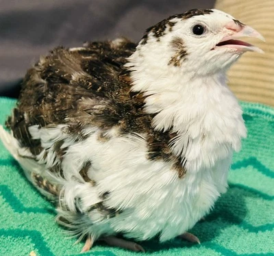 25+ Assorted Coturnix Fertile Quail Hatching Eggs - Variety Of Color