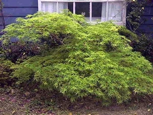 Super grüner Japanischer Schlitzahorn 50cm! - Bild 1 von 1