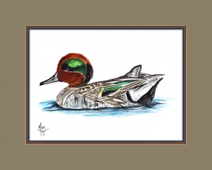 Green Winged Teal Duck Wildlife Canvas Art Print Various Border Matting Colors - Picture 1 of 1