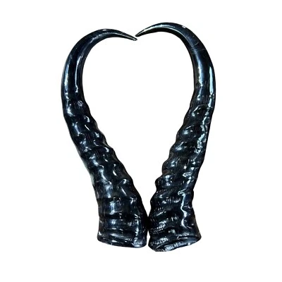 2 cuernos Springbok, 2 cuernos Springbok pulidos tamaño aproximado: 9 a 11 pulgadas de largo Foto 1 de 4