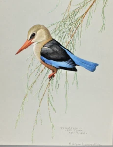 1930 Sonderveröffentlichung Louis Fuertes Graukopf Eisvogel Druck Abessinier - Bild 1 von 8