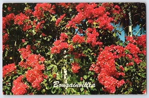 Postal Vintage Buganvillas Flores Rojas Floral Escena Impresa EE. UU. S12858SC - Imagen 1 de 2